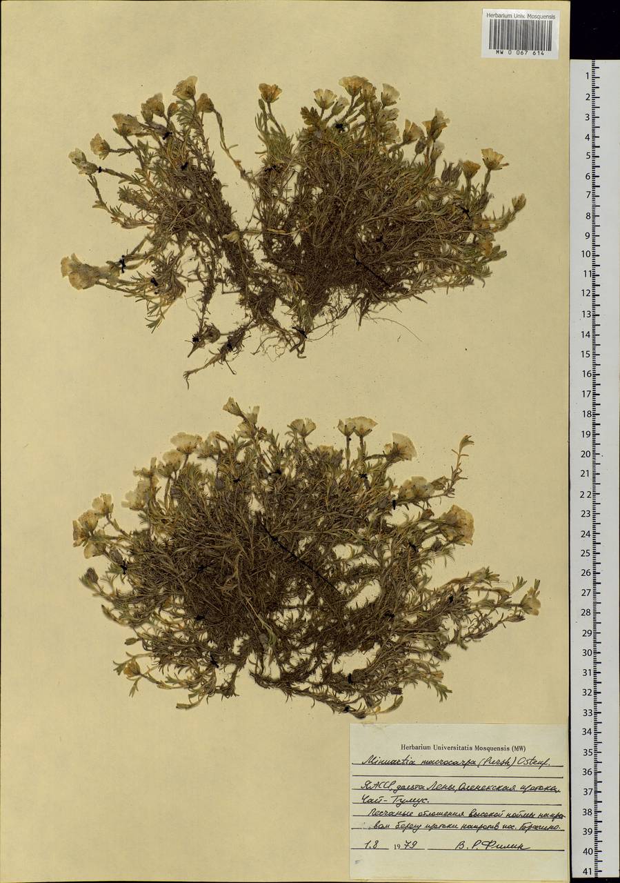 Pseudocherleria macrocarpa (Pursh) Dillenb. & Kadereit, Siberia, Yakutia (S5) (Russia)
