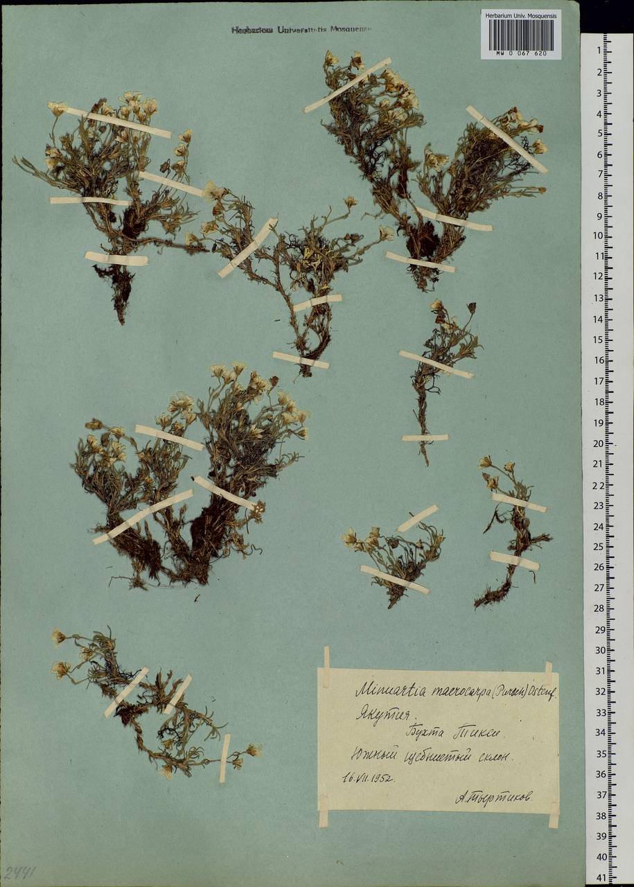 Pseudocherleria macrocarpa (Pursh) Dillenb. & Kadereit, Siberia, Yakutia (S5) (Russia)