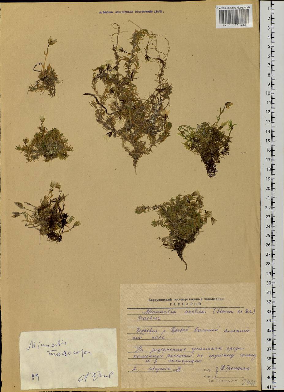 Pseudocherleria macrocarpa (Pursh) Dillenb. & Kadereit, Siberia, Baikal & Transbaikal region (S4) (Russia)