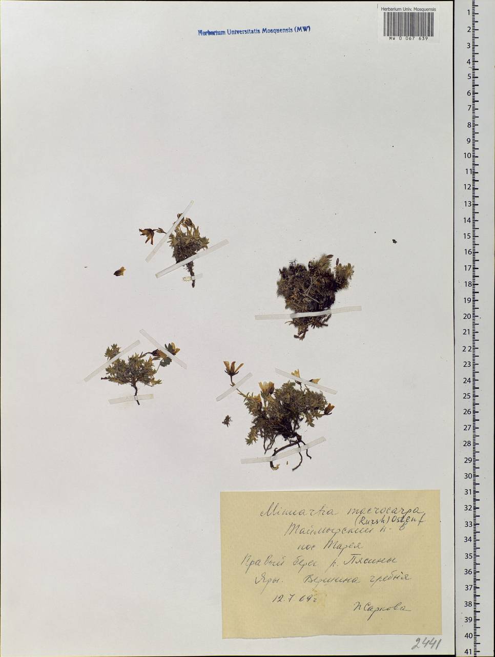 Pseudocherleria macrocarpa (Pursh) Dillenb. & Kadereit, Siberia, Central Siberia (S3) (Russia)