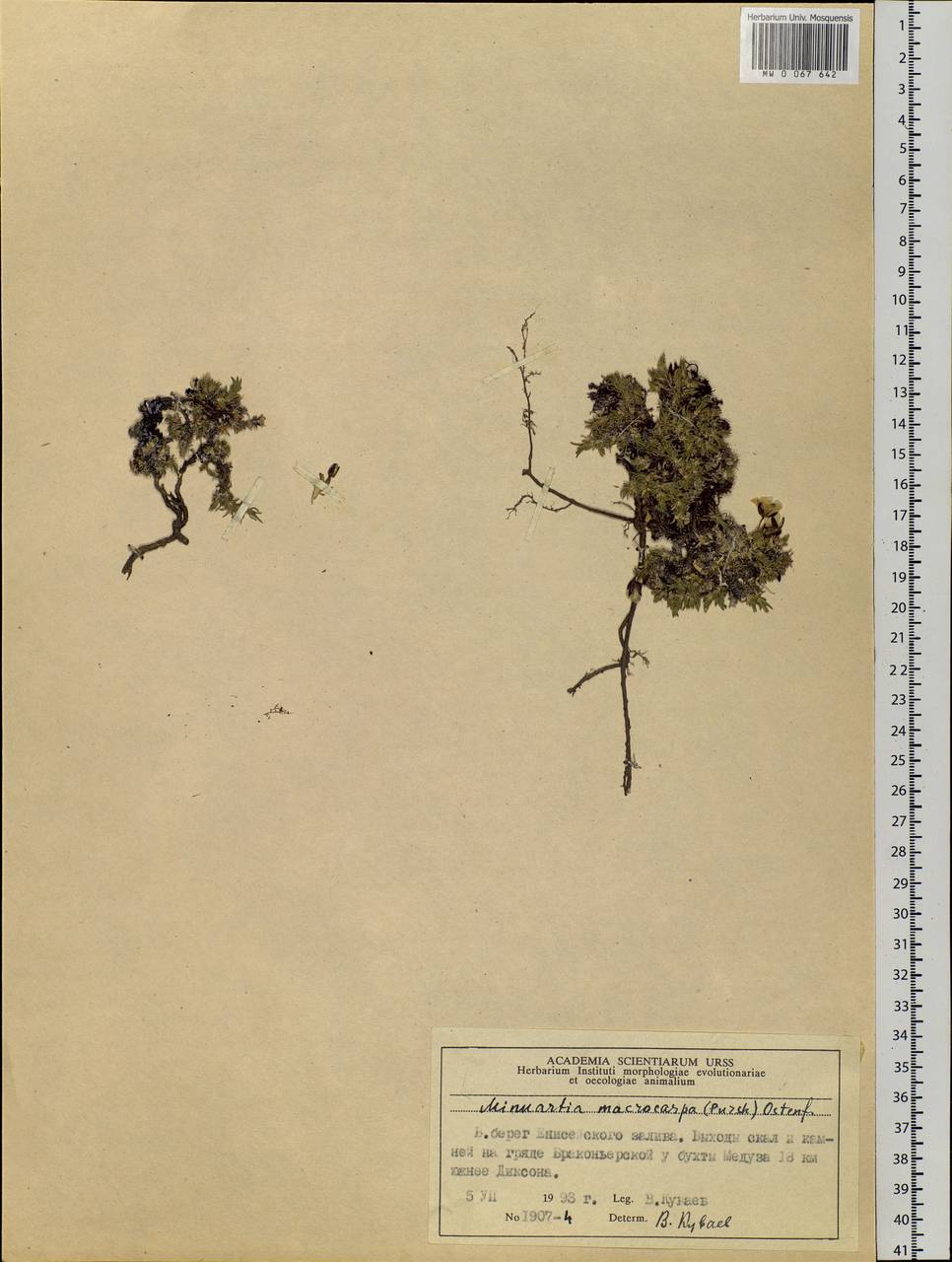 Pseudocherleria macrocarpa (Pursh) Dillenb. & Kadereit, Siberia, Central Siberia (S3) (Russia)
