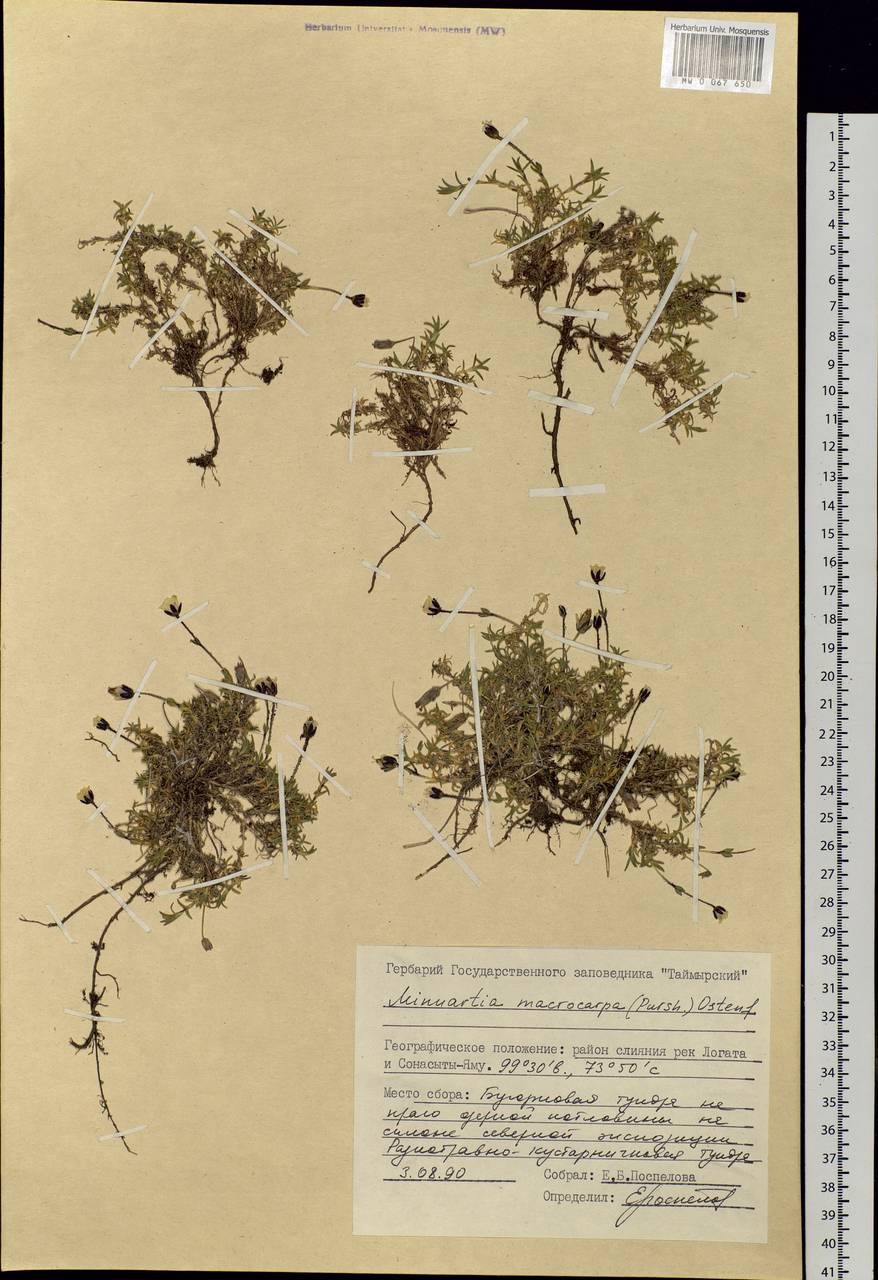 Pseudocherleria macrocarpa (Pursh) Dillenb. & Kadereit, Siberia, Central Siberia (S3) (Russia)