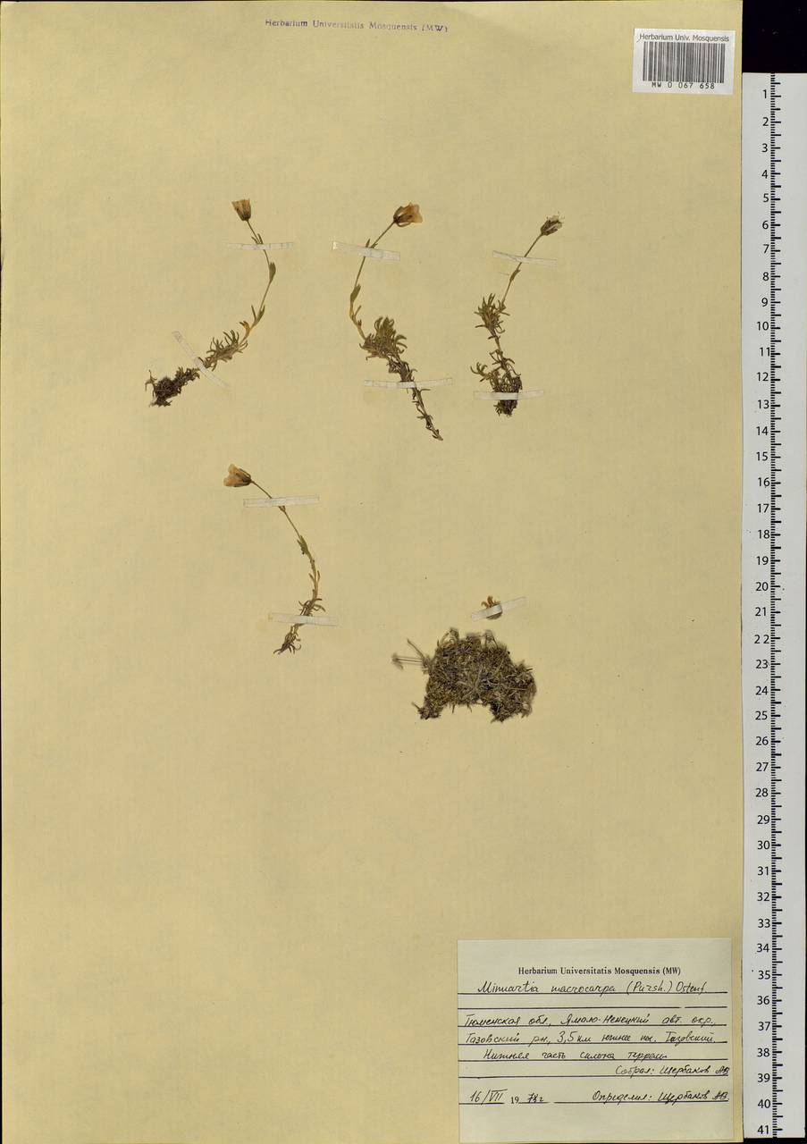 Pseudocherleria macrocarpa (Pursh) Dillenb. & Kadereit, Siberia, Western Siberia (S1) (Russia)