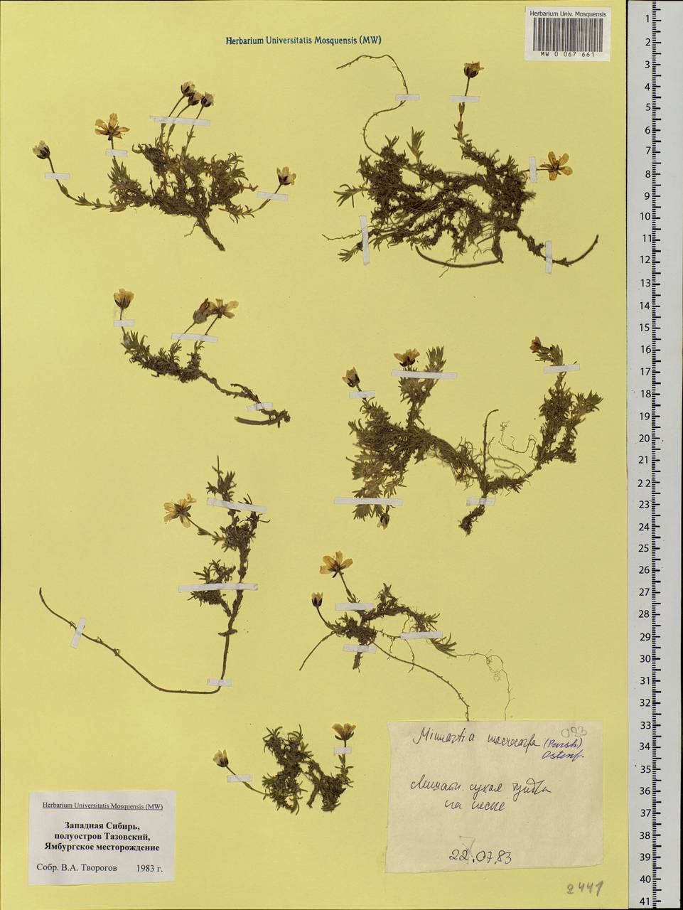 Pseudocherleria macrocarpa (Pursh) Dillenb. & Kadereit, Siberia, Western Siberia (S1) (Russia)