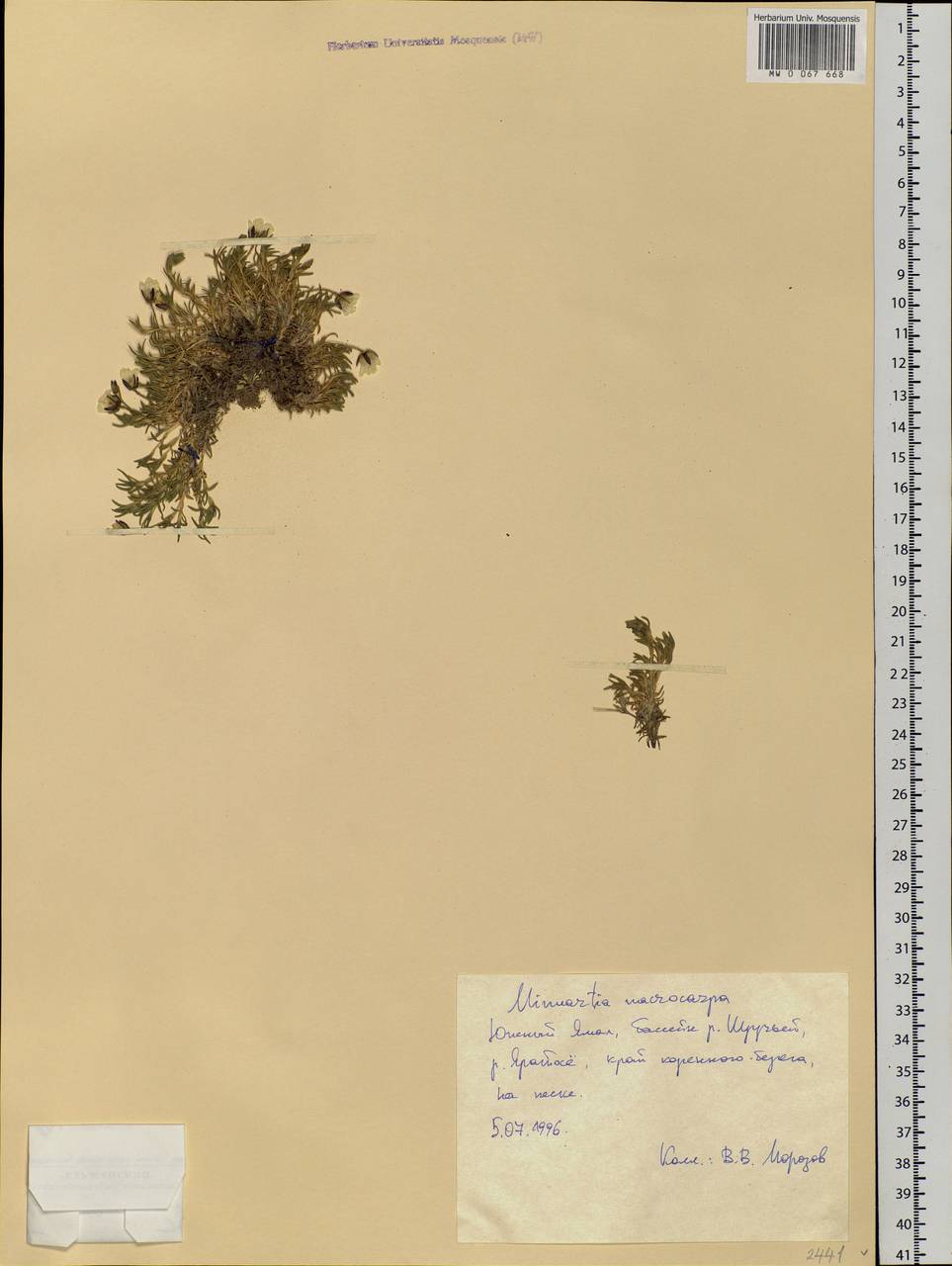 Pseudocherleria macrocarpa (Pursh) Dillenb. & Kadereit, Siberia, Western Siberia (S1) (Russia)