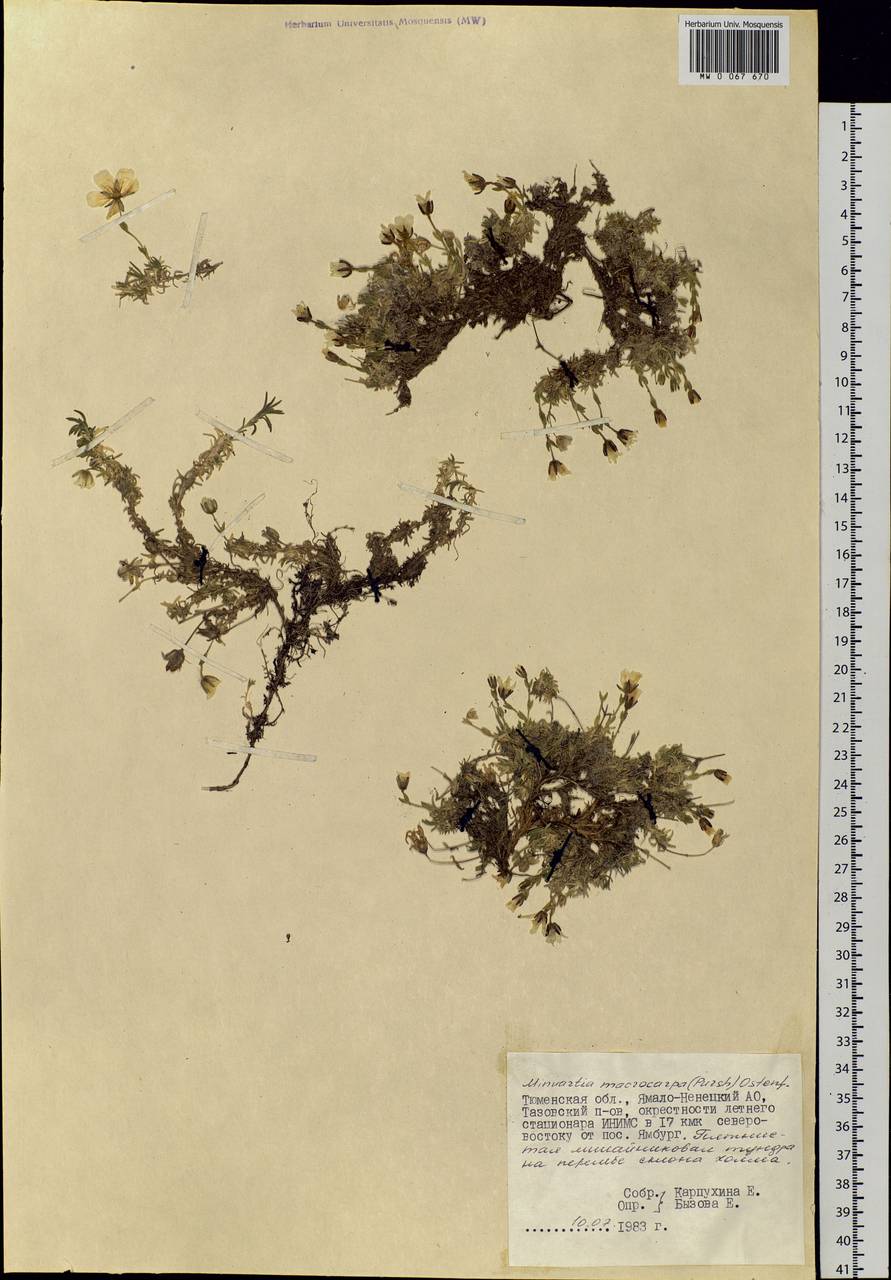 Pseudocherleria macrocarpa (Pursh) Dillenb. & Kadereit, Siberia, Western Siberia (S1) (Russia)