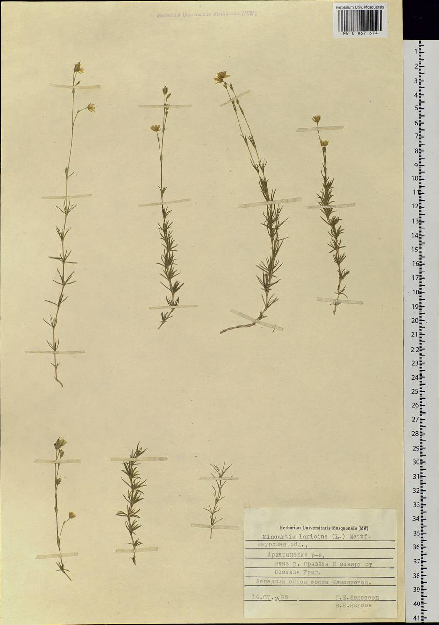 Pseudocherleria laricina (L.) Dillenb. & Kadereit, Siberia, Russian Far East (S6) (Russia)