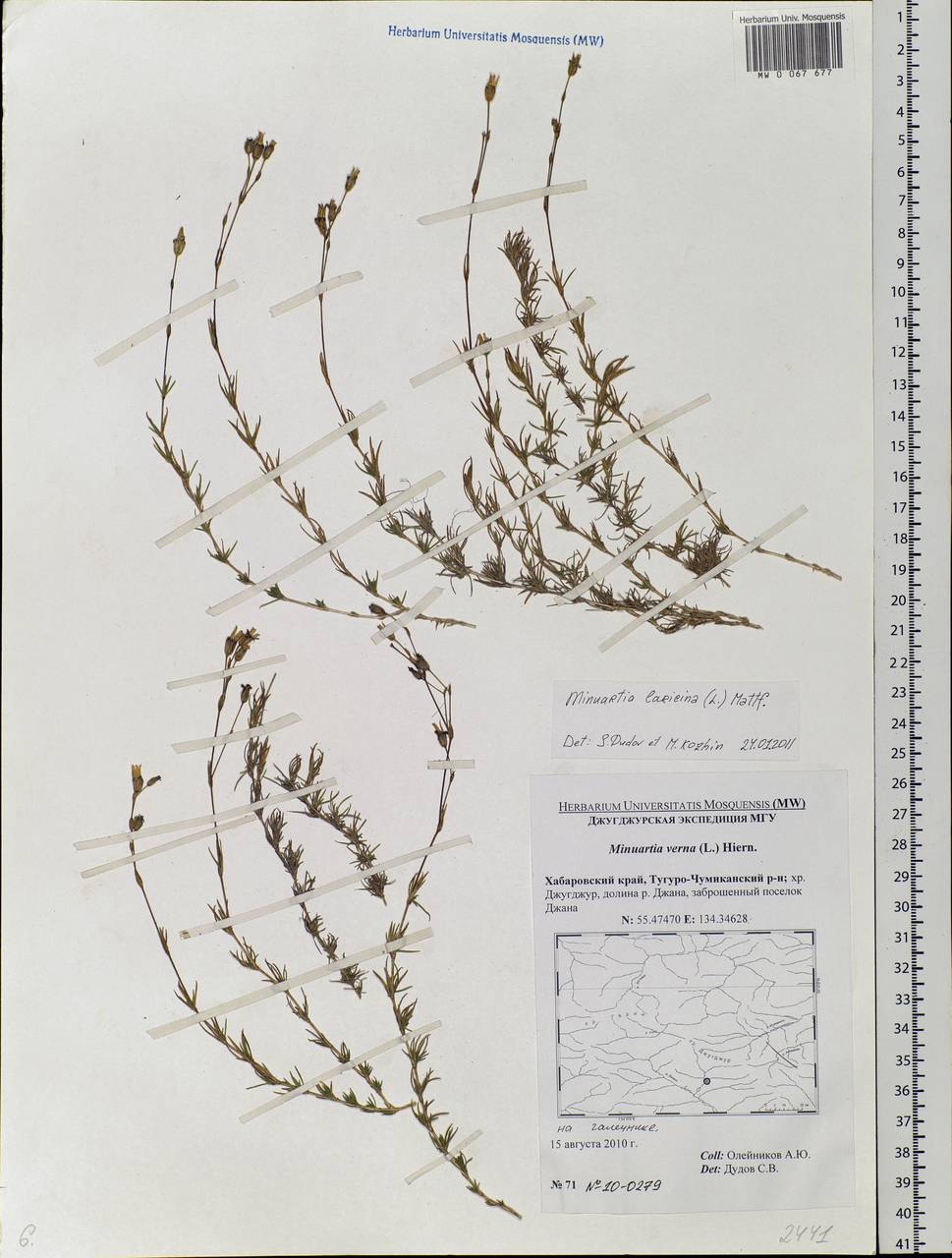 Pseudocherleria laricina (L.) Dillenb. & Kadereit, Siberia, Russian Far East (S6) (Russia)