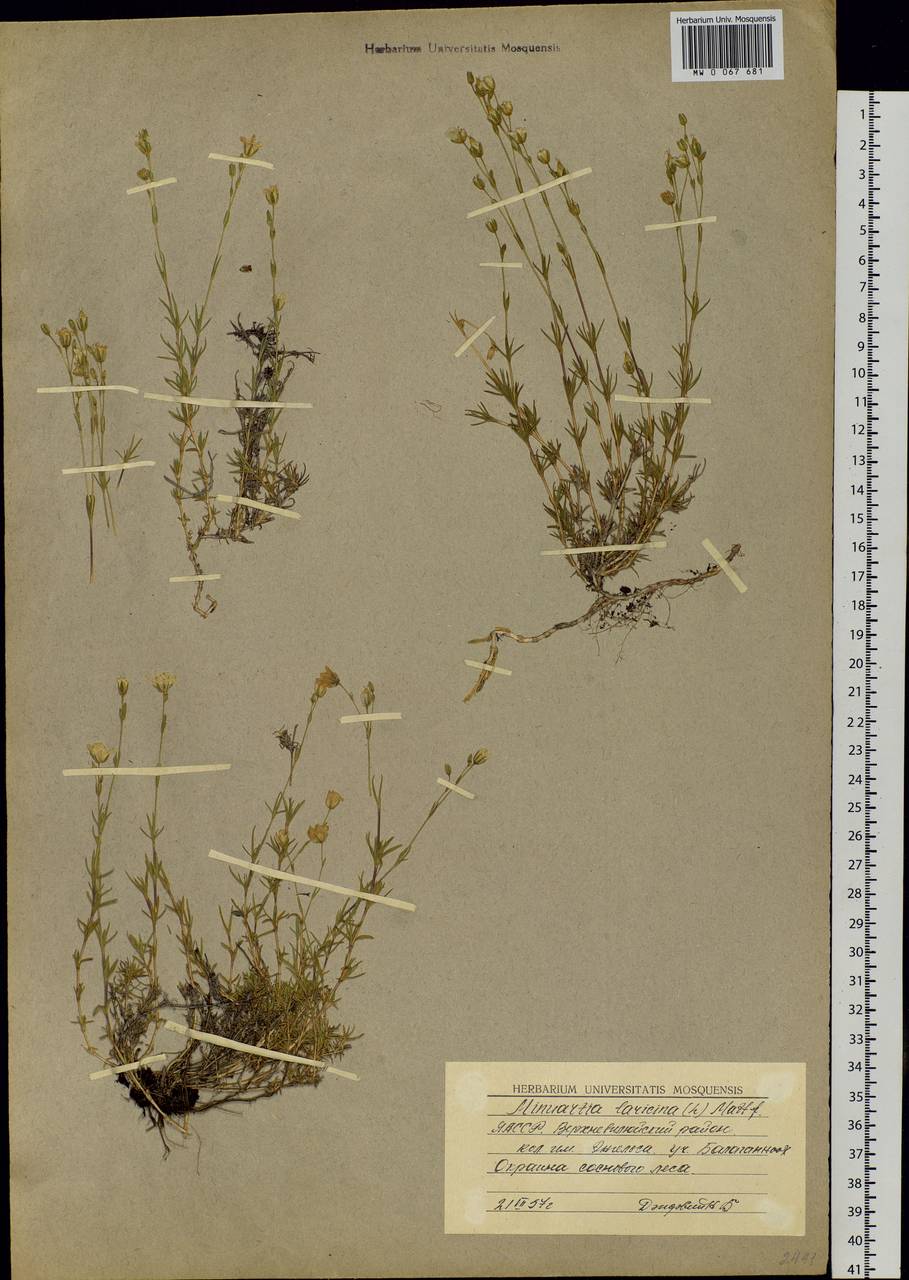 Pseudocherleria laricina (L.) Dillenb. & Kadereit, Siberia, Yakutia (S5) (Russia)