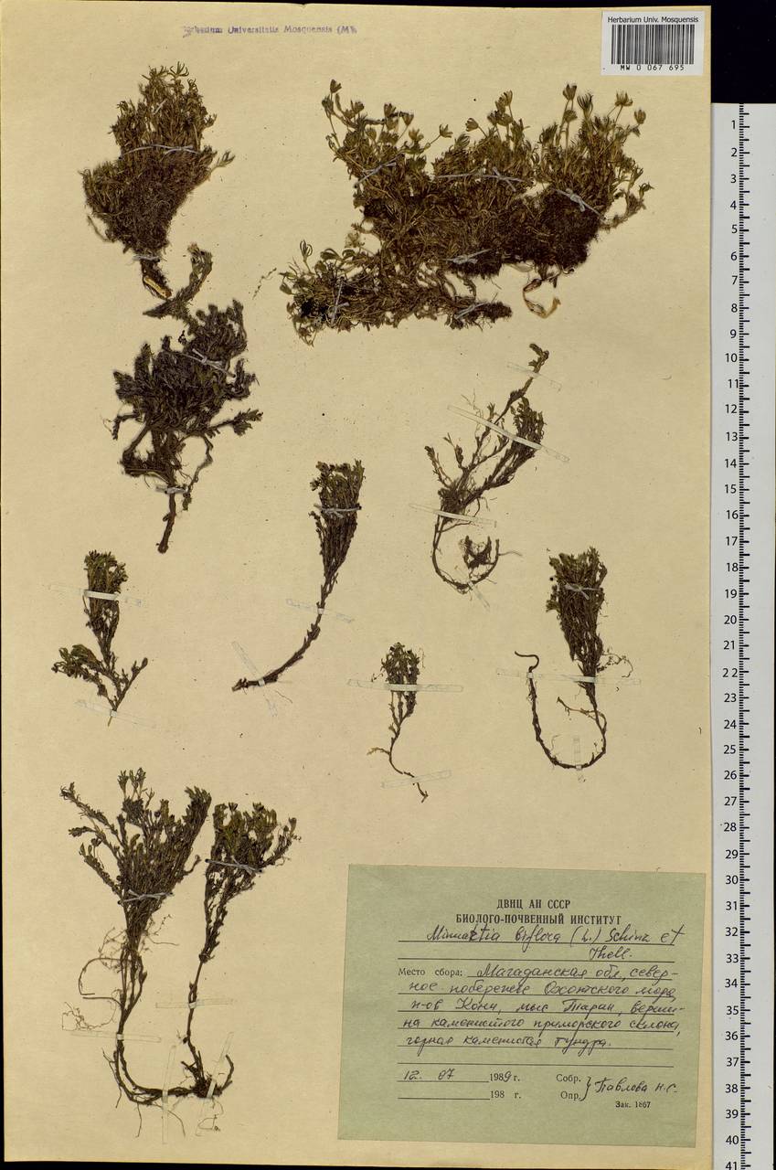 Cherleria biflora (L.) comb. ined., Siberia, Chukotka & Kamchatka (S7) (Russia)