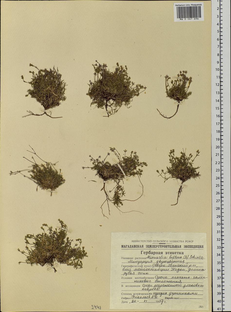 Cherleria biflora (L.) comb. ined., Siberia, Chukotka & Kamchatka (S7) (Russia)