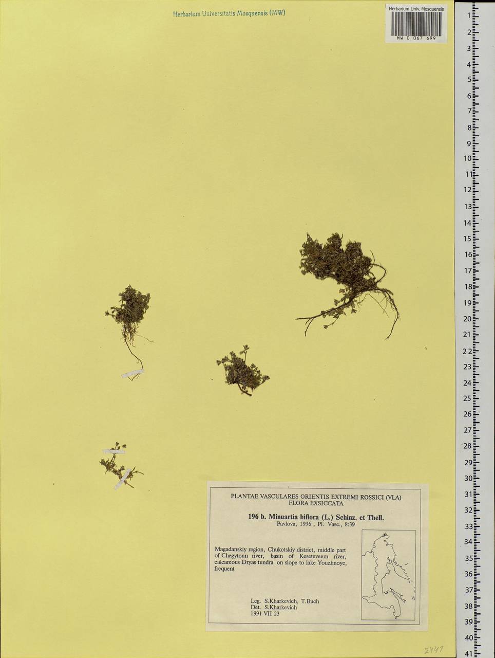 Cherleria biflora (L.) comb. ined., Siberia, Chukotka & Kamchatka (S7) (Russia)