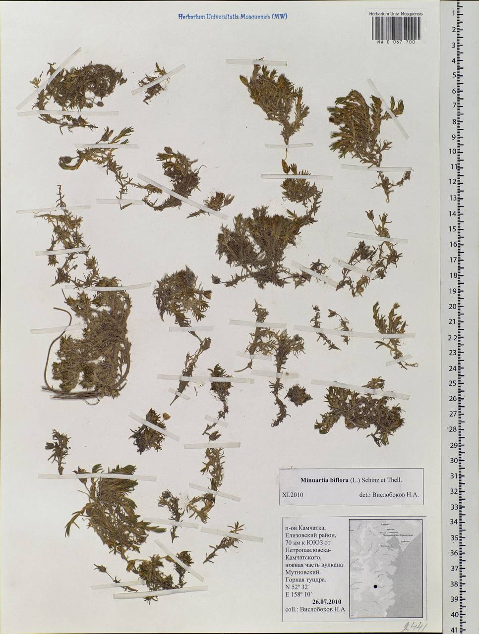 Cherleria biflora (L.) comb. ined., Siberia, Chukotka & Kamchatka (S7) (Russia)