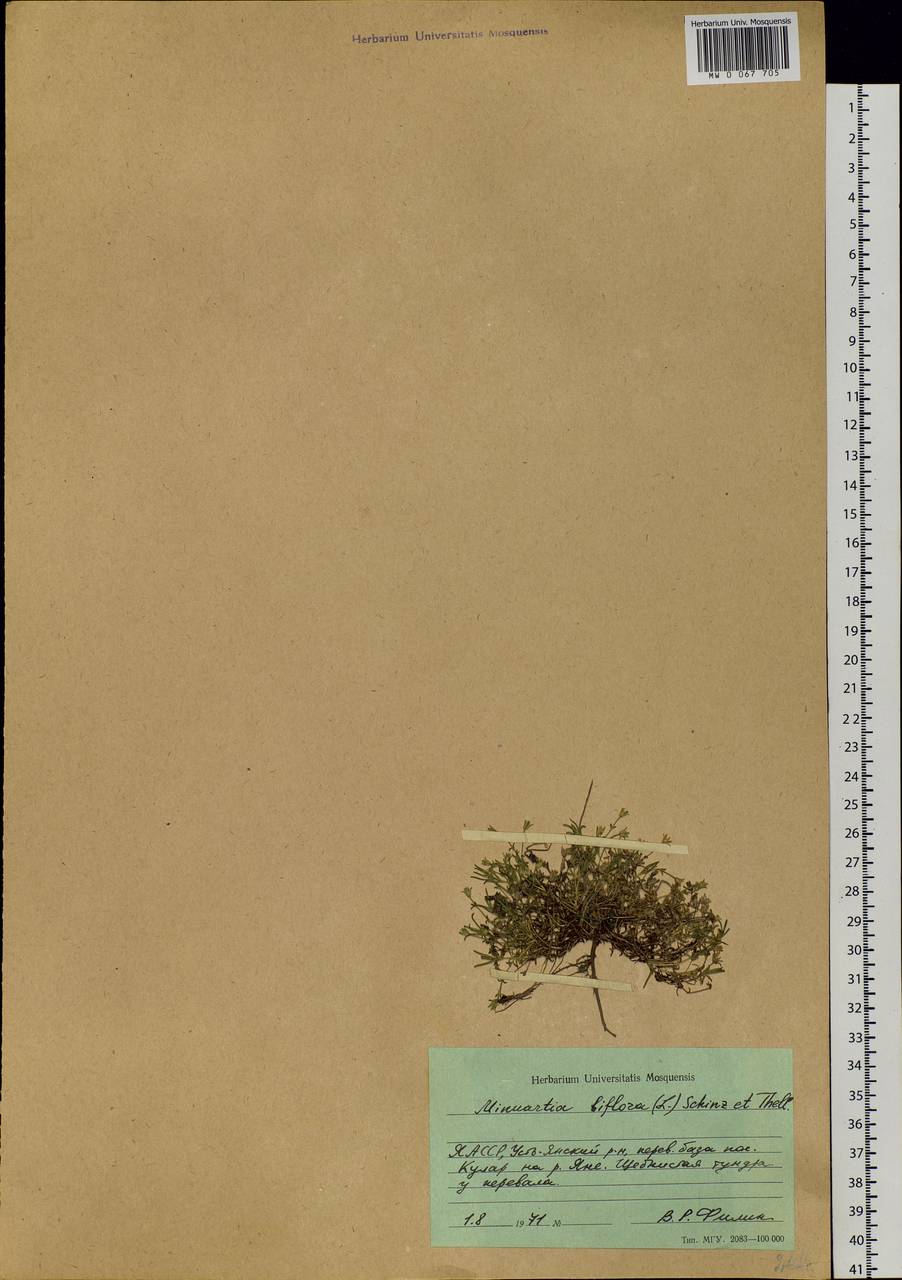 Cherleria biflora (L.) comb. ined., Siberia, Yakutia (S5) (Russia)