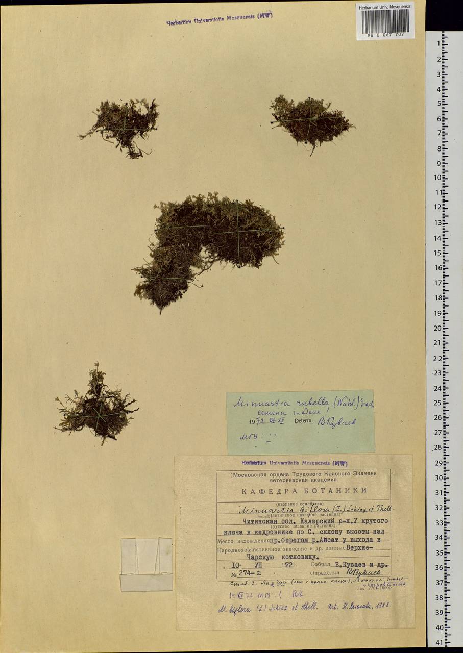 Cherleria biflora (L.) comb. ined., Siberia, Baikal & Transbaikal region (S4) (Russia)