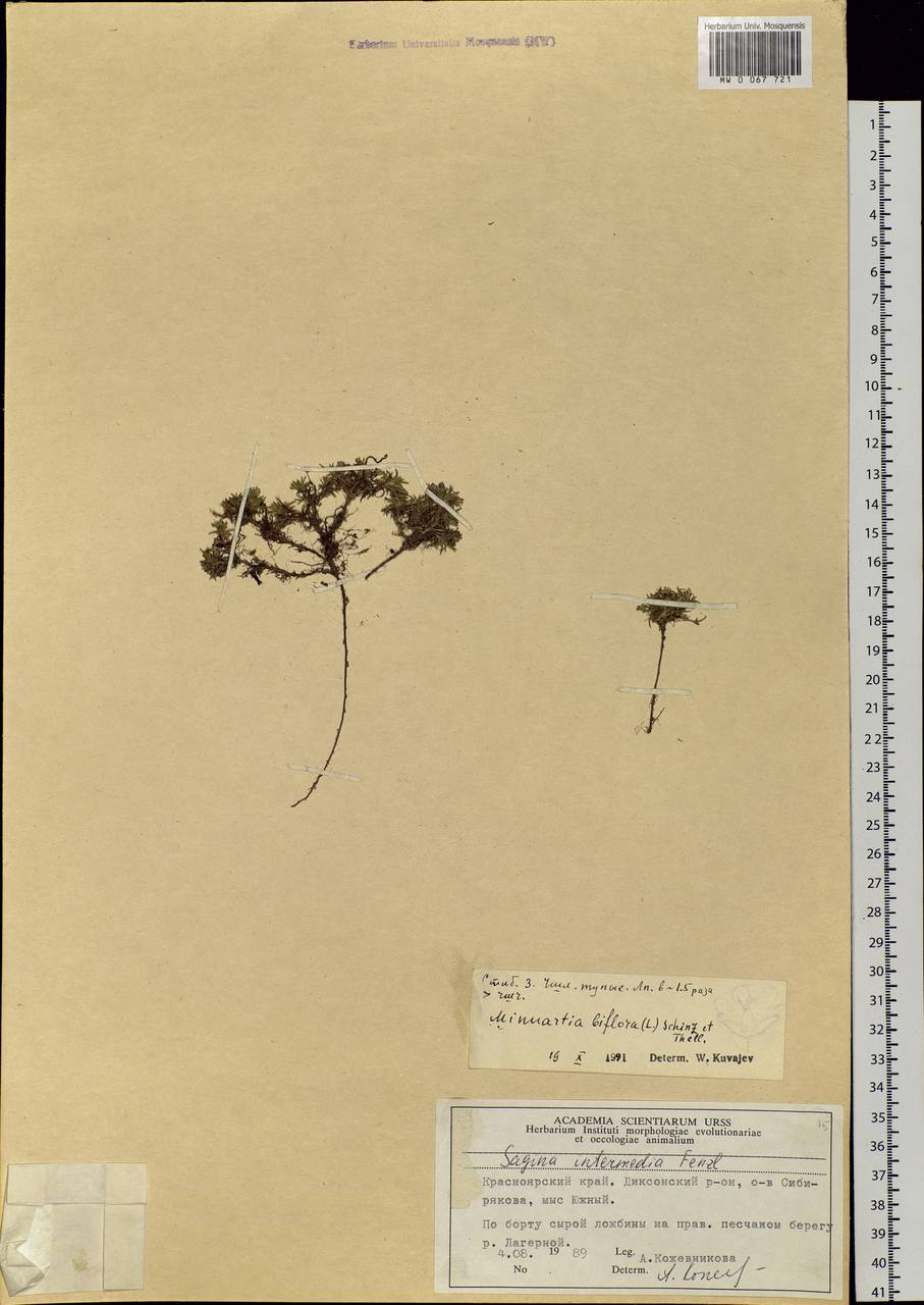 Cherleria biflora (L.) comb. ined., Siberia, Central Siberia (S3) (Russia)