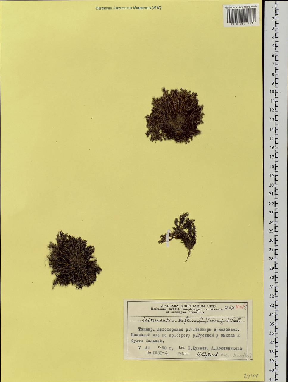 Cherleria biflora (L.) comb. ined., Siberia, Central Siberia (S3) (Russia)