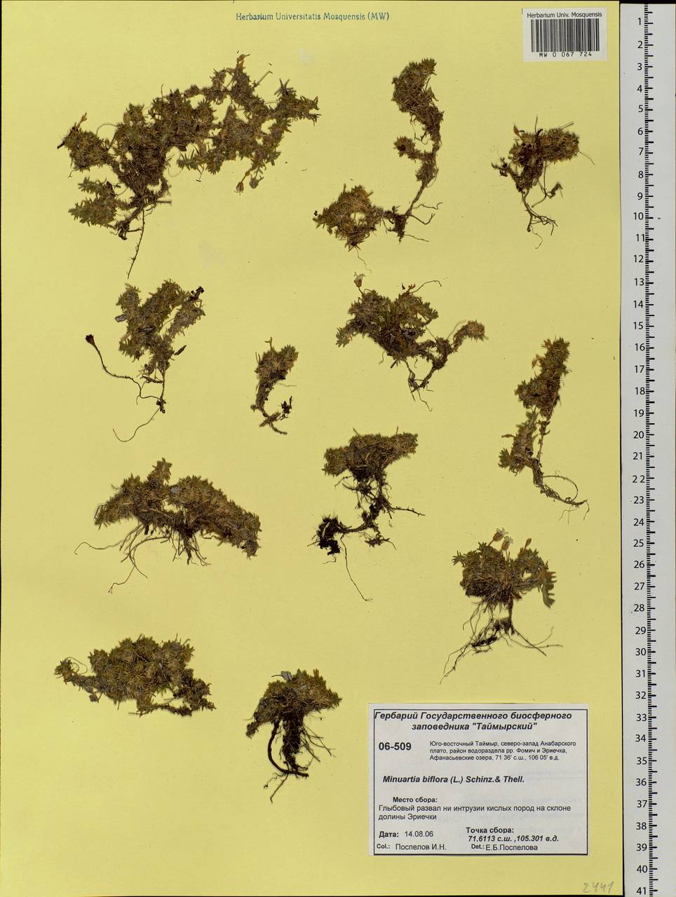 Cherleria biflora (L.) A. J. Moore & Dillenb., Siberia, Central Siberia (S3) (Russia)