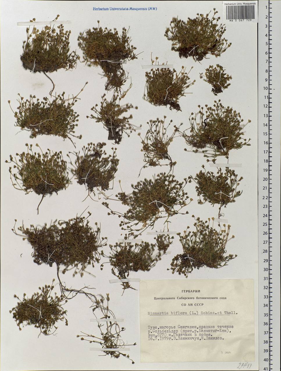 Cherleria biflora (L.) comb. ined., Siberia, Altai & Sayany Mountains (S2) (Russia)