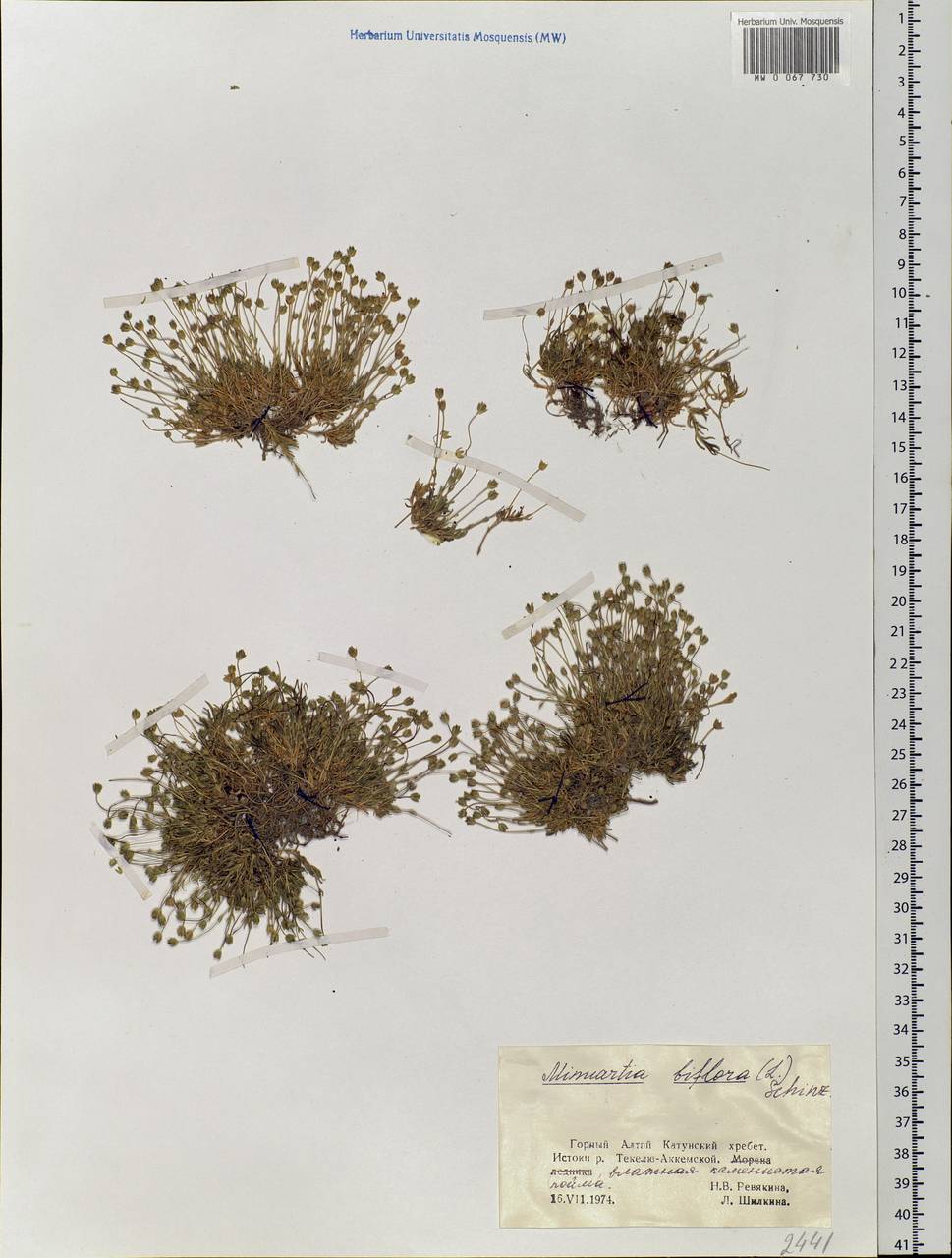 Cherleria biflora (L.) A. J. Moore & Dillenb., Siberia, Altai & Sayany Mountains (S2) (Russia)