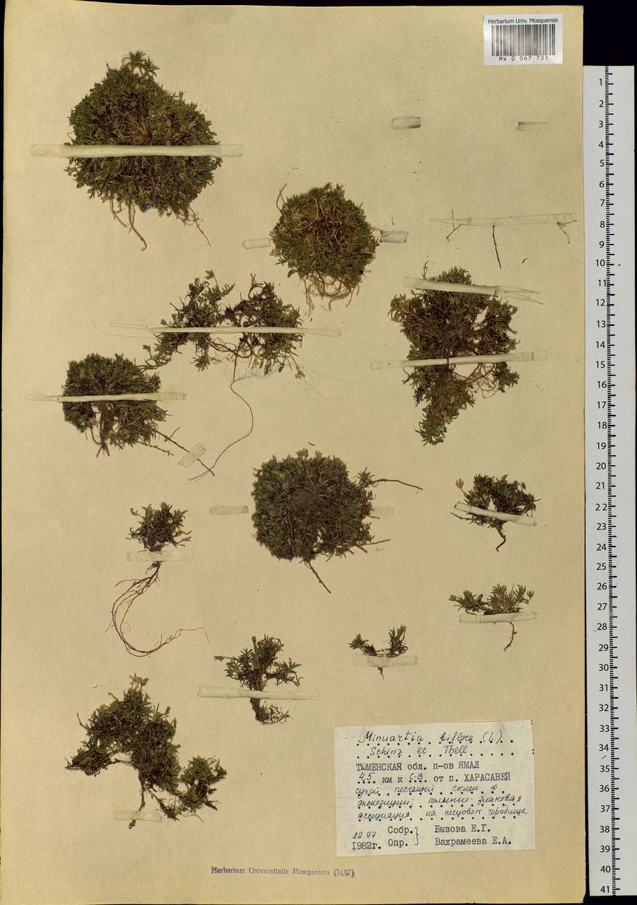 Cherleria biflora (L.) comb. ined., Siberia, Western Siberia (S1) (Russia)