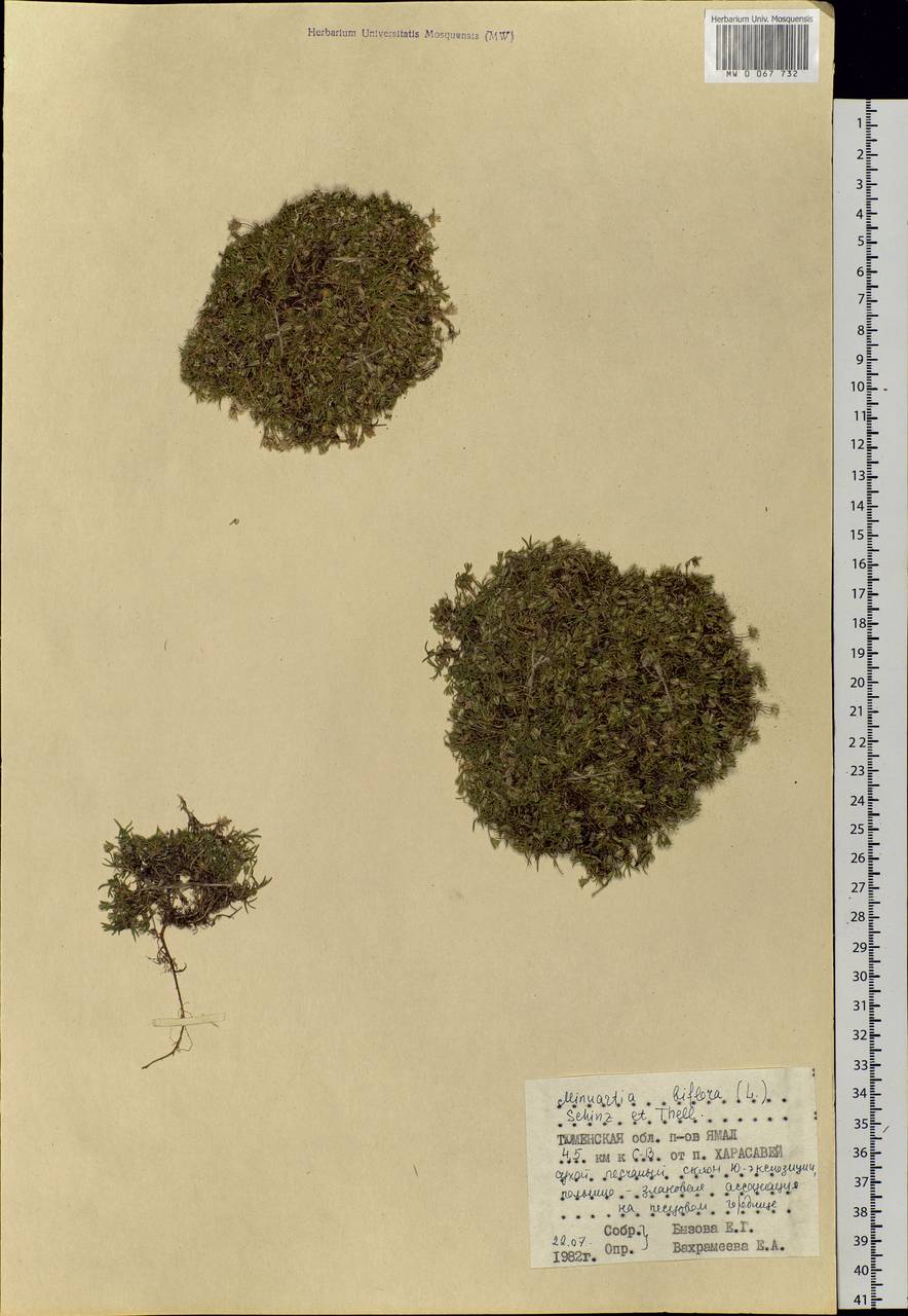 Cherleria biflora (L.) comb. ined., Siberia, Western Siberia (S1) (Russia)