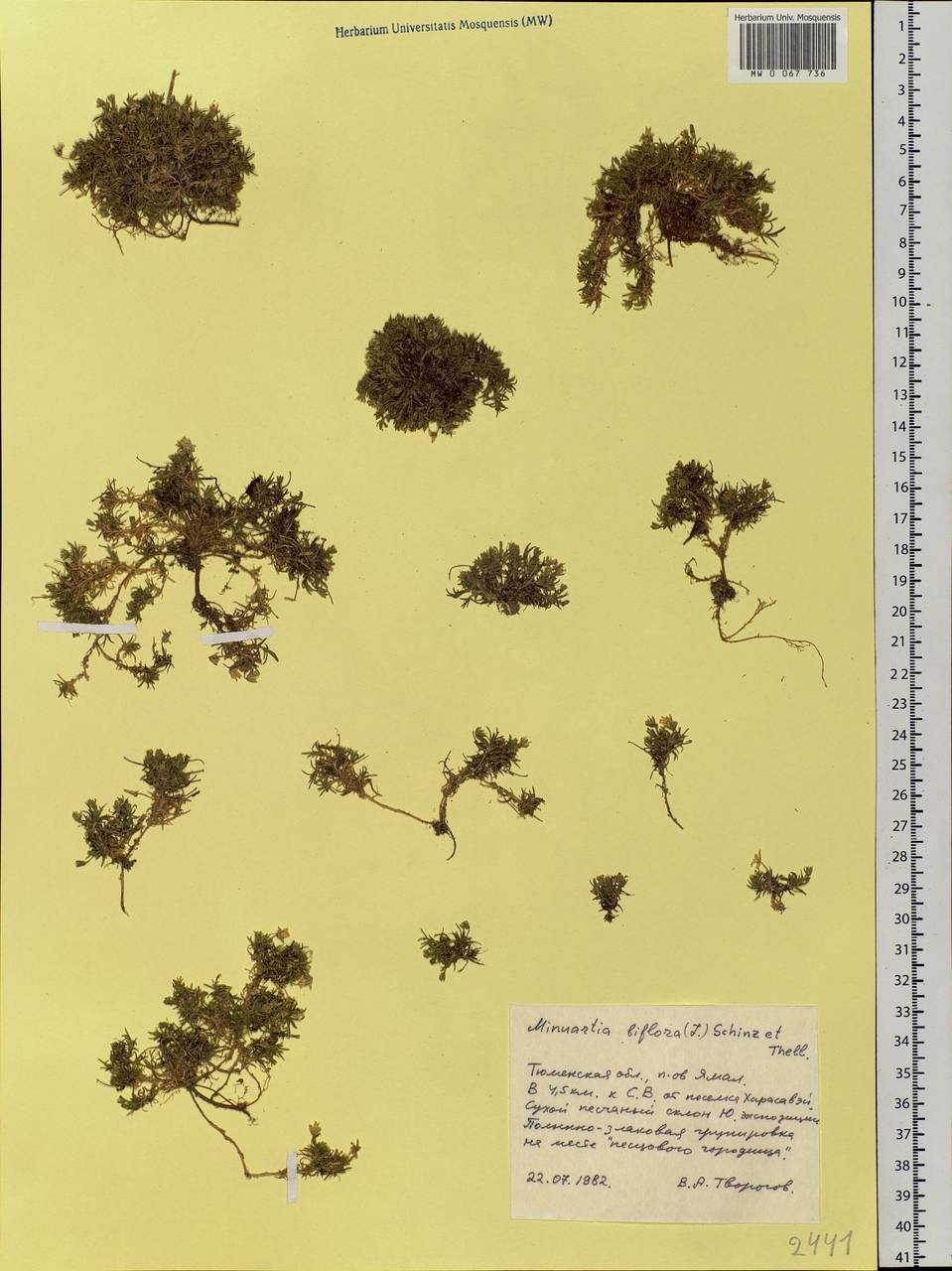 Cherleria biflora (L.) comb. ined., Siberia, Western Siberia (S1) (Russia)