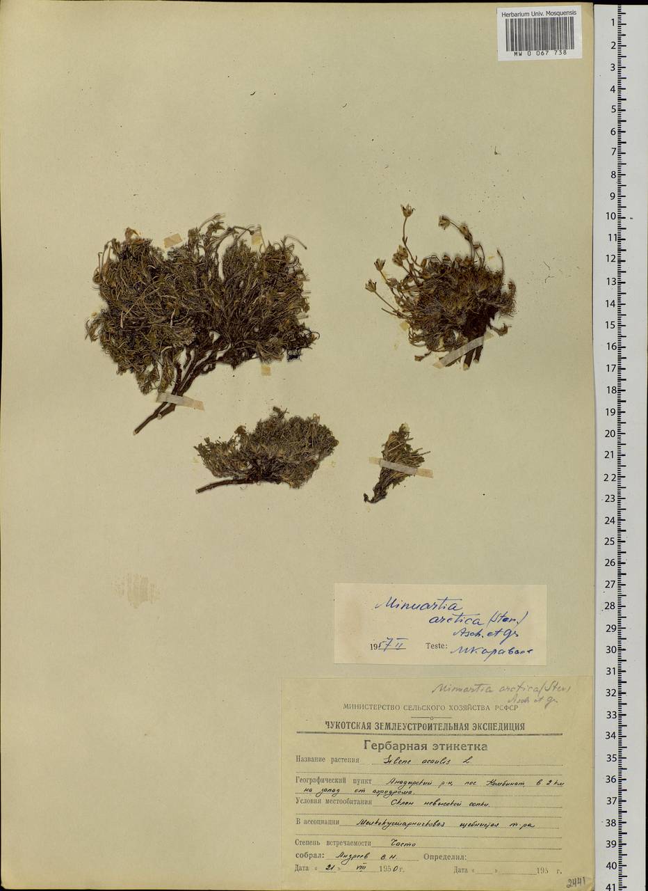 Cherleria arctica (Stev. ex Ser.) comb. ined., Siberia, Chukotka & Kamchatka (S7) (Russia)