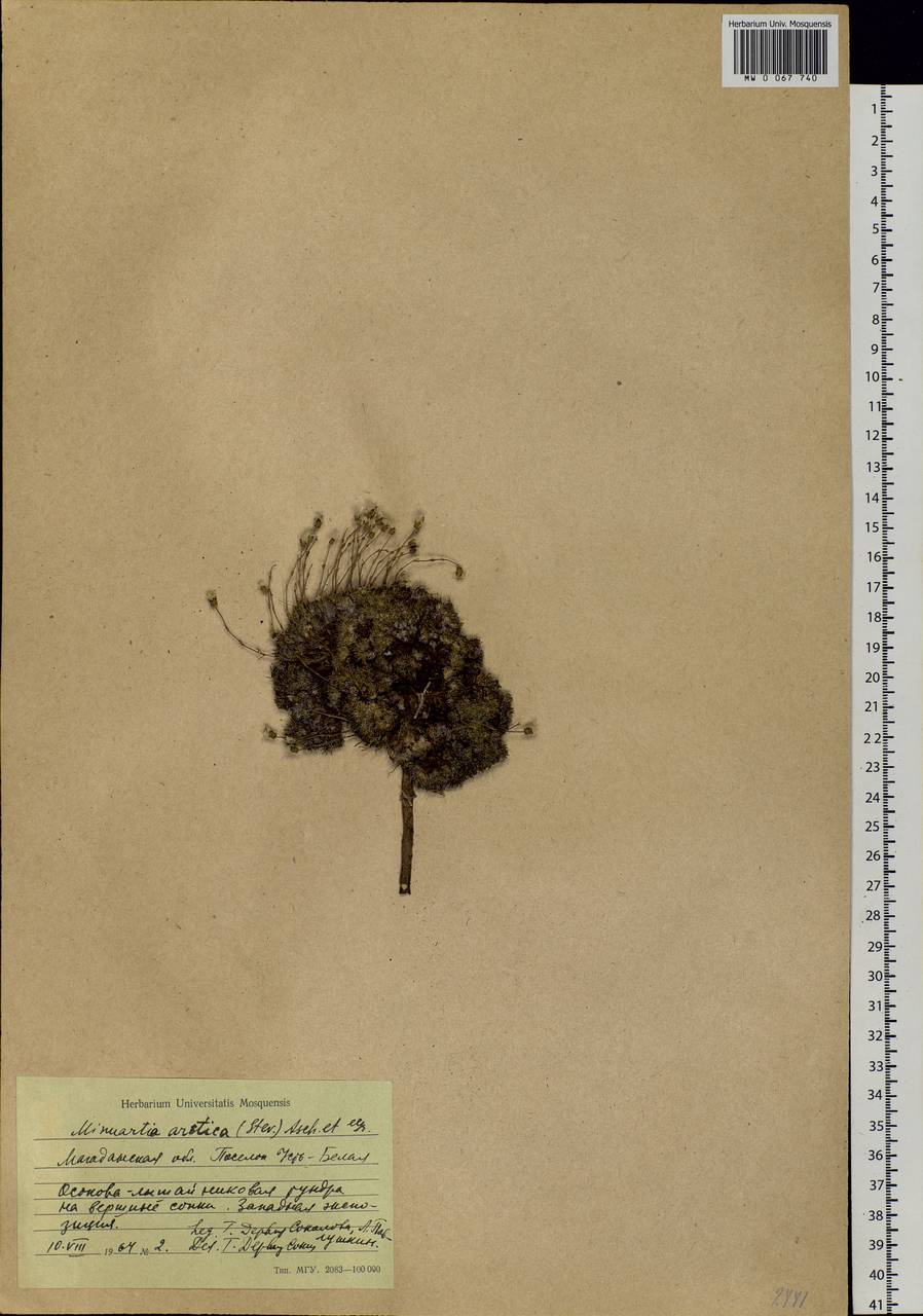 Cherleria arctica (Stev. ex Ser.) comb. ined., Siberia, Chukotka & Kamchatka (S7) (Russia)