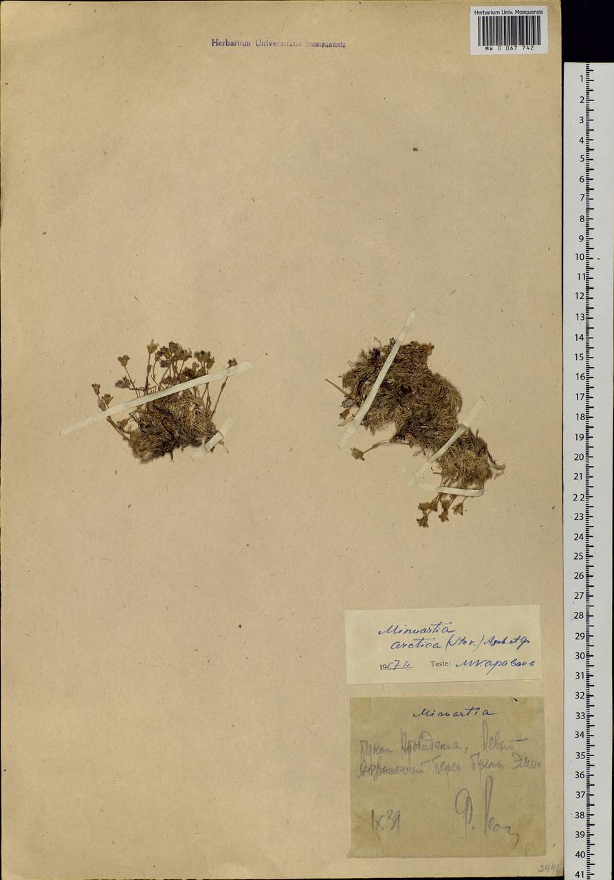 Cherleria arctica (Stev. ex Ser.) comb. ined., Siberia, Chukotka & Kamchatka (S7) (Russia)
