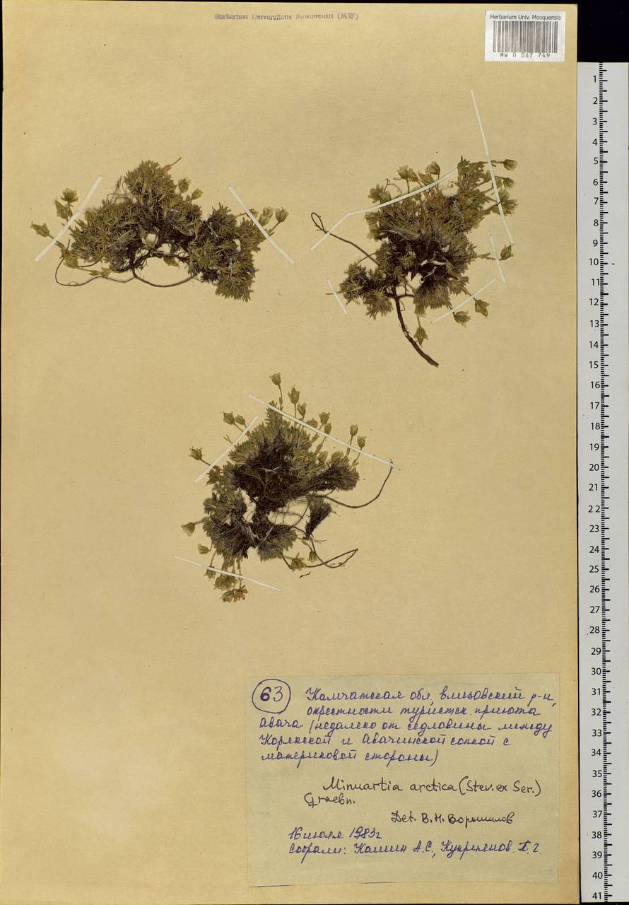 Cherleria arctica (Stev. ex Ser.) comb. ined., Siberia, Chukotka & Kamchatka (S7) (Russia)
