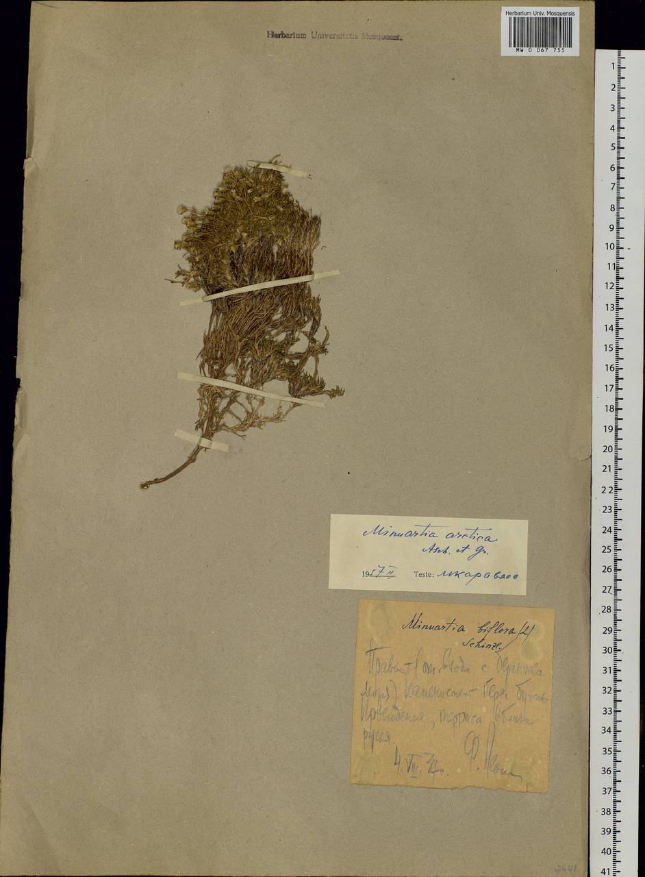Cherleria arctica (Stev. ex Ser.) comb. ined., Siberia, Chukotka & Kamchatka (S7) (Russia)