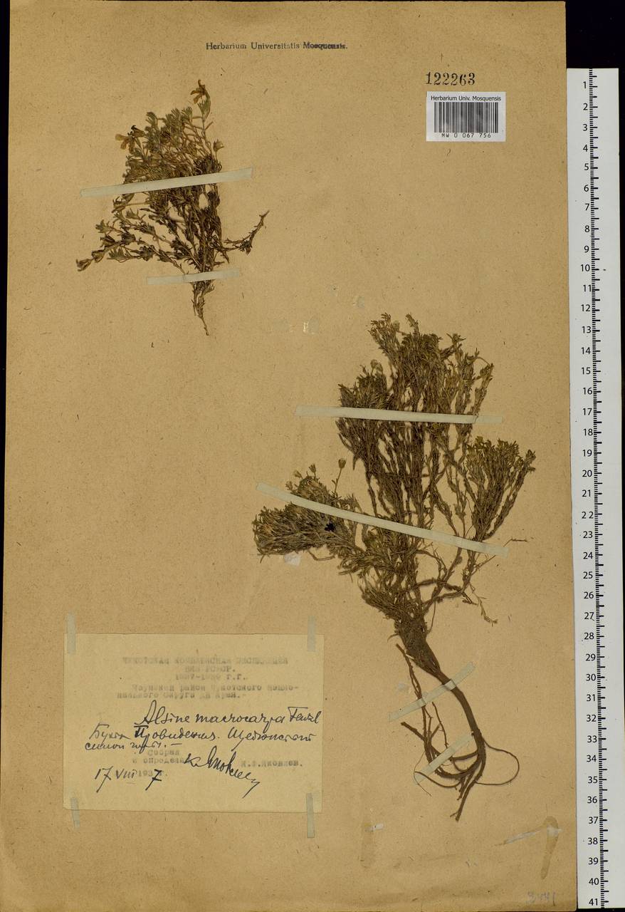 Cherleria arctica (Stev. ex Ser.) comb. ined., Siberia, Chukotka & Kamchatka (S7) (Russia)