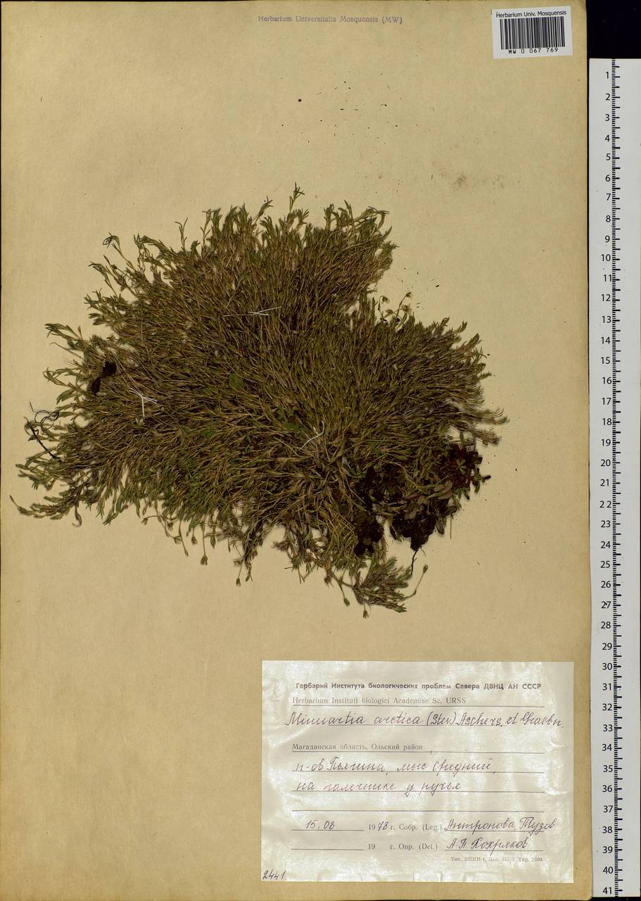 Cherleria arctica (Stev. ex Ser.) comb. ined., Siberia, Chukotka & Kamchatka (S7) (Russia)