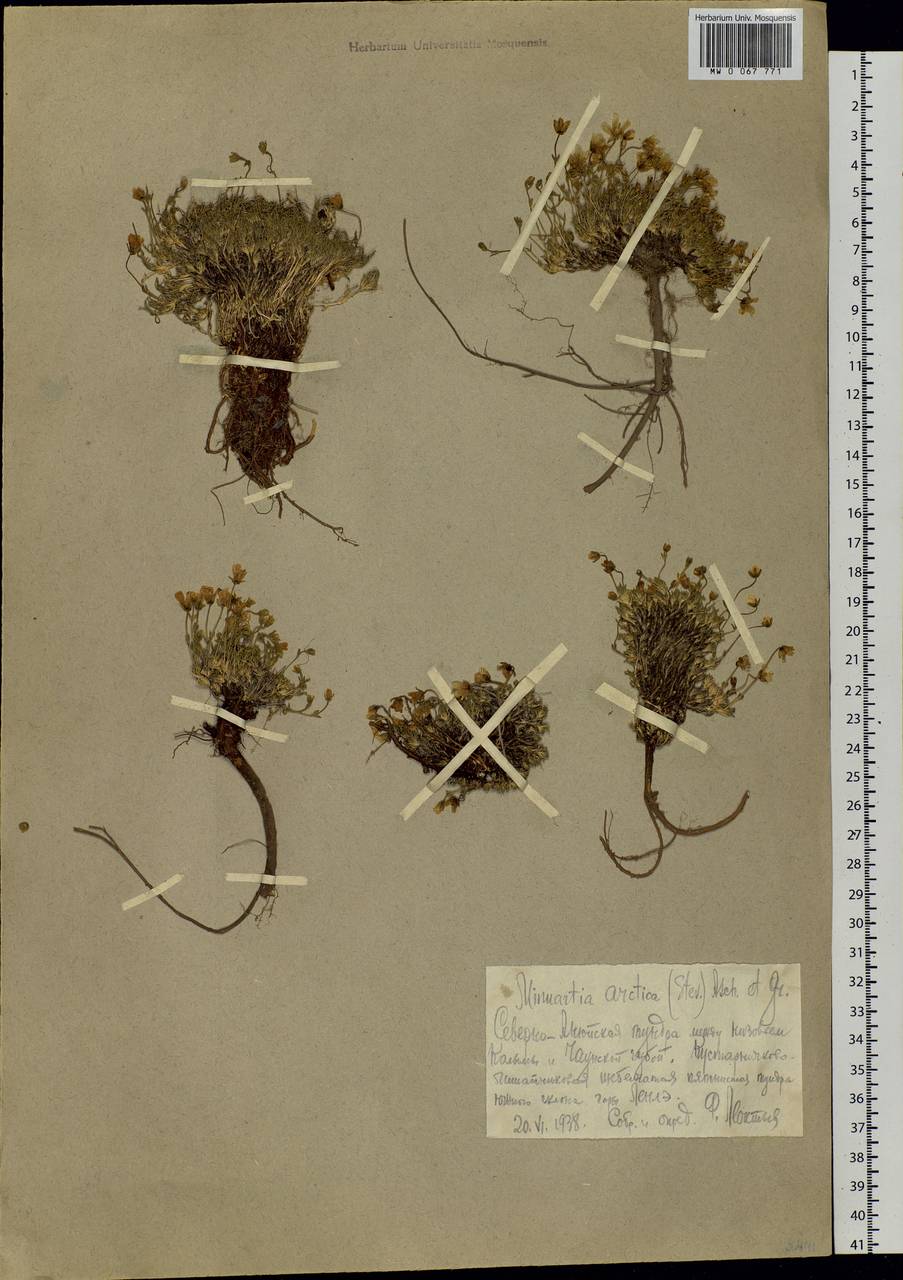 Cherleria arctica (Stev. ex Ser.) comb. ined., Siberia, Chukotka & Kamchatka (S7) (Russia)