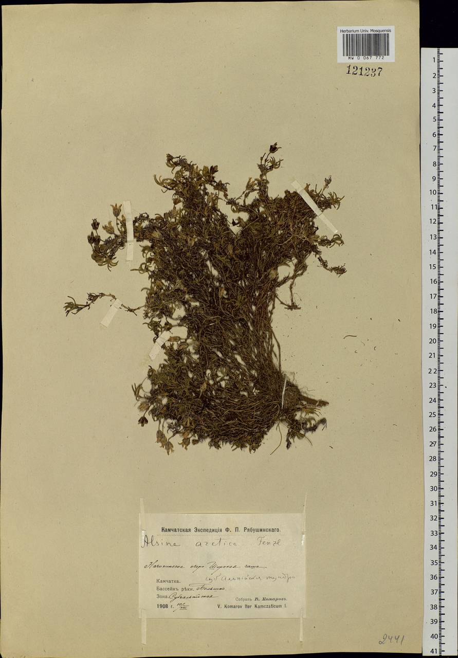 Cherleria arctica (Stev. ex Ser.) comb. ined., Siberia, Chukotka & Kamchatka (S7) (Russia)
