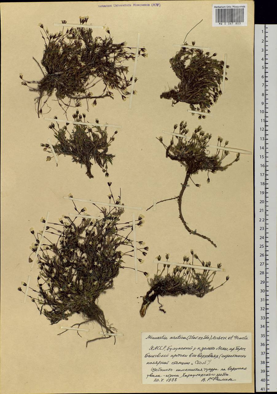 Cherleria arctica (Stev. ex Ser.) comb. ined., Siberia, Yakutia (S5) (Russia)