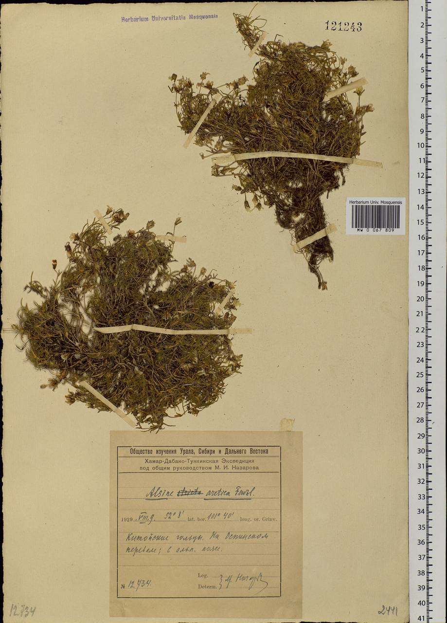 Cherleria arctica (Stev. ex Ser.) comb. ined., Siberia, Baikal & Transbaikal region (S4) (Russia)