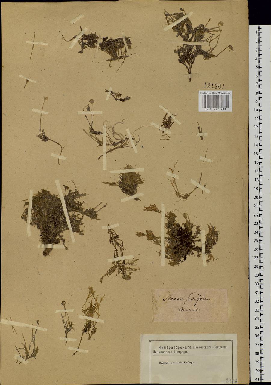 Cherleria arctica (Steven ex Ser.) A. J. Moore & Dillenb., Siberia, Baikal & Transbaikal region (S4) (Russia)