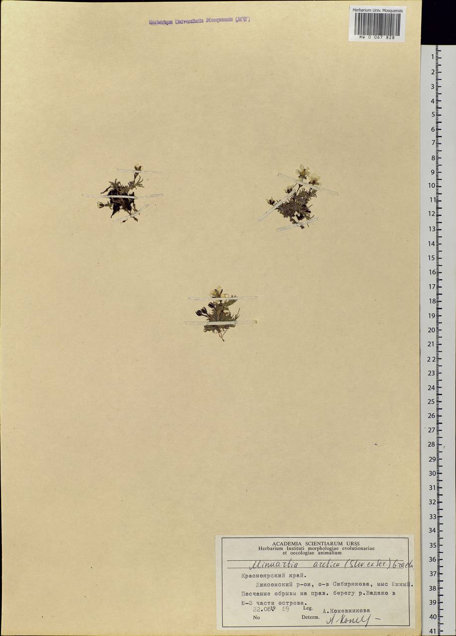 Cherleria arctica (Stev. ex Ser.) comb. ined., Siberia, Central Siberia (S3) (Russia)
