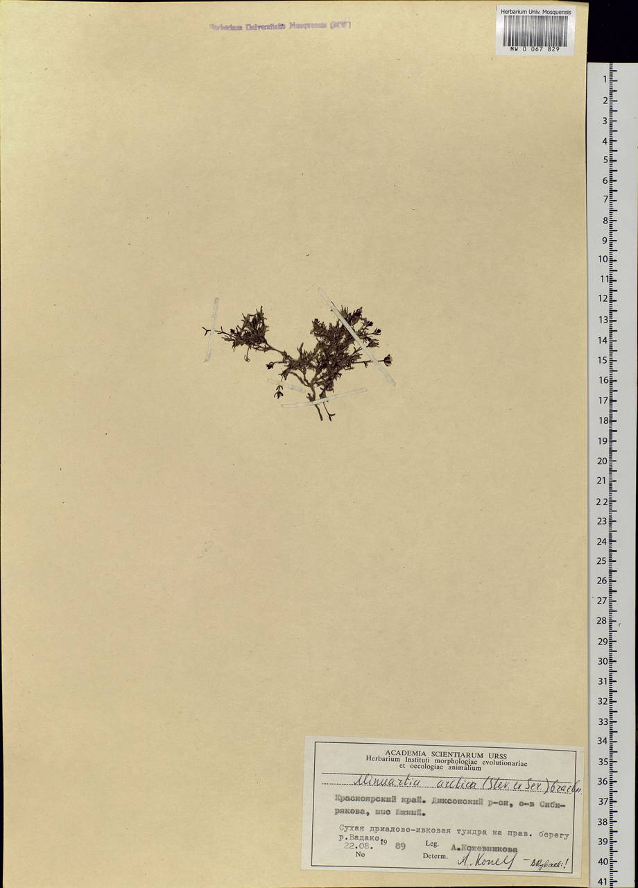 Cherleria arctica (Stev. ex Ser.) comb. ined., Siberia, Central Siberia (S3) (Russia)