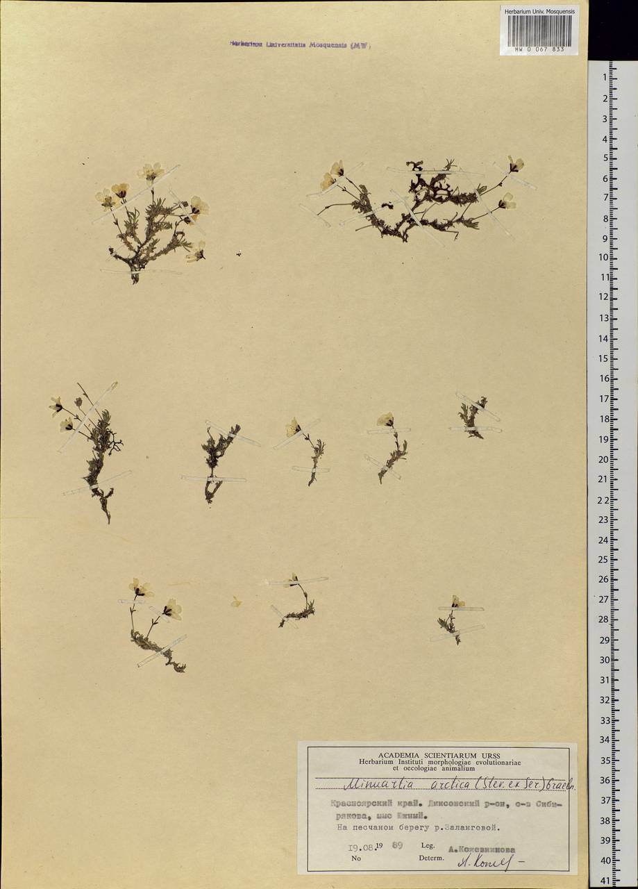 Cherleria arctica (Stev. ex Ser.) comb. ined., Siberia, Central Siberia (S3) (Russia)