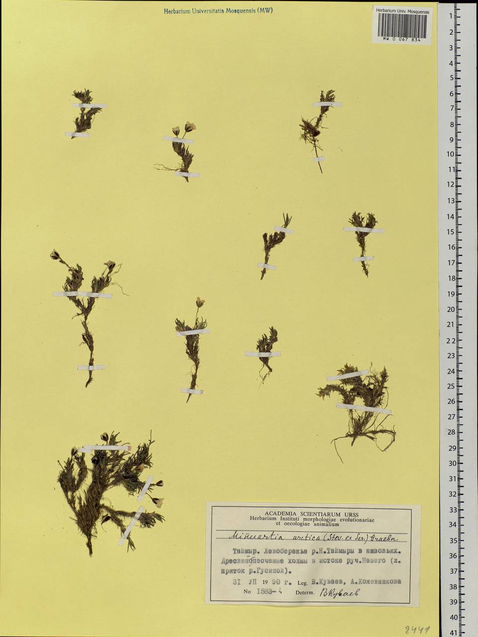 Cherleria arctica (Stev. ex Ser.) comb. ined., Siberia, Central Siberia (S3) (Russia)