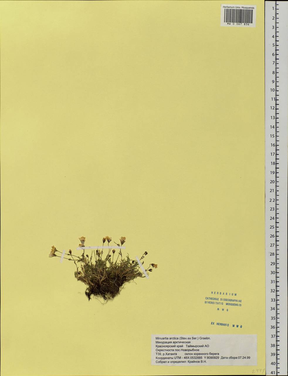 Cherleria arctica (Stev. ex Ser.) comb. ined., Siberia, Central Siberia (S3) (Russia)