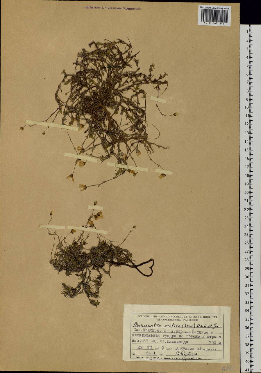 Cherleria arctica (Stev. ex Ser.) comb. ined., Siberia, Central Siberia (S3) (Russia)