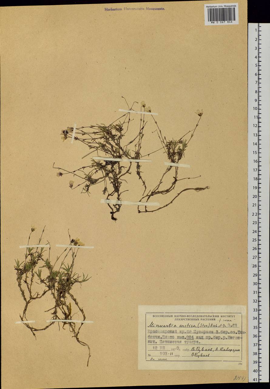Cherleria arctica (Stev. ex Ser.) comb. ined., Siberia, Central Siberia (S3) (Russia)
