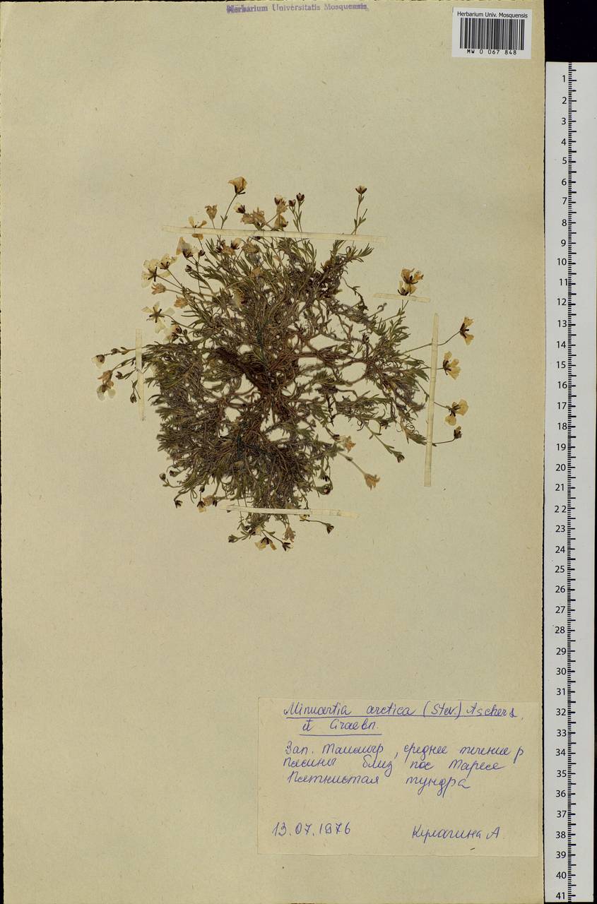 Cherleria arctica (Stev. ex Ser.) comb. ined., Siberia, Central Siberia (S3) (Russia)