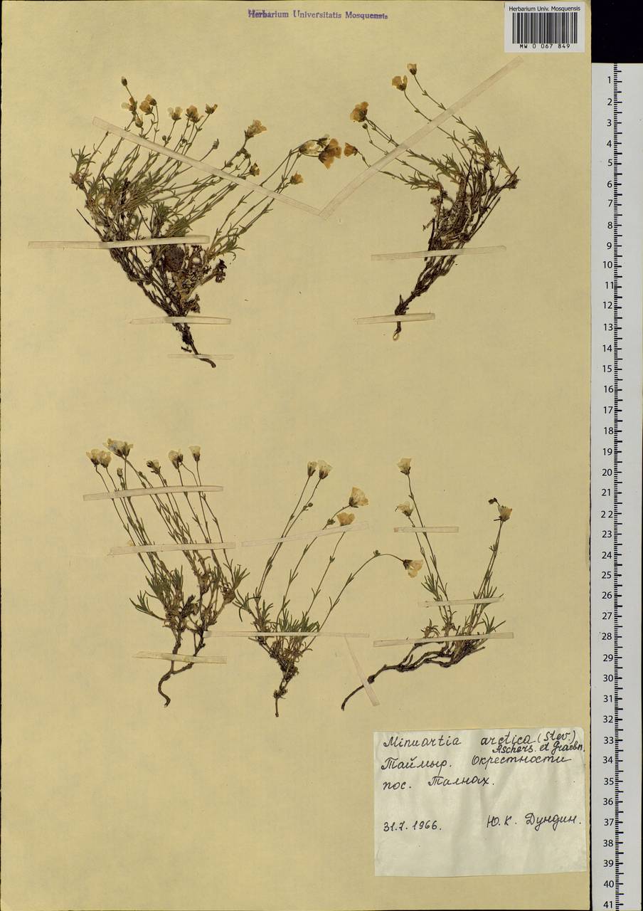 Cherleria arctica (Stev. ex Ser.) comb. ined., Siberia, Central Siberia (S3) (Russia)