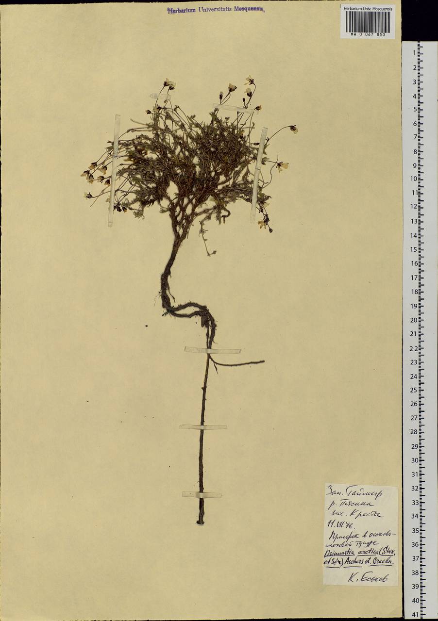 Cherleria arctica (Stev. ex Ser.) comb. ined., Siberia, Central Siberia (S3) (Russia)