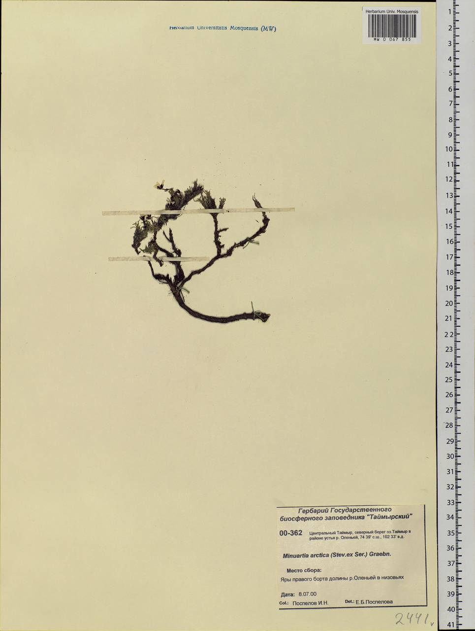Cherleria arctica (Steven ex Ser.) A. J. Moore & Dillenb., Siberia, Central Siberia (S3) (Russia)